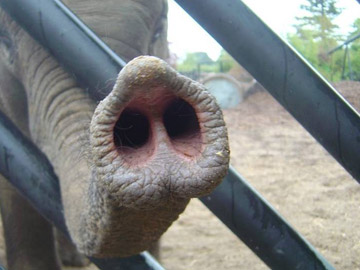 elephant nose